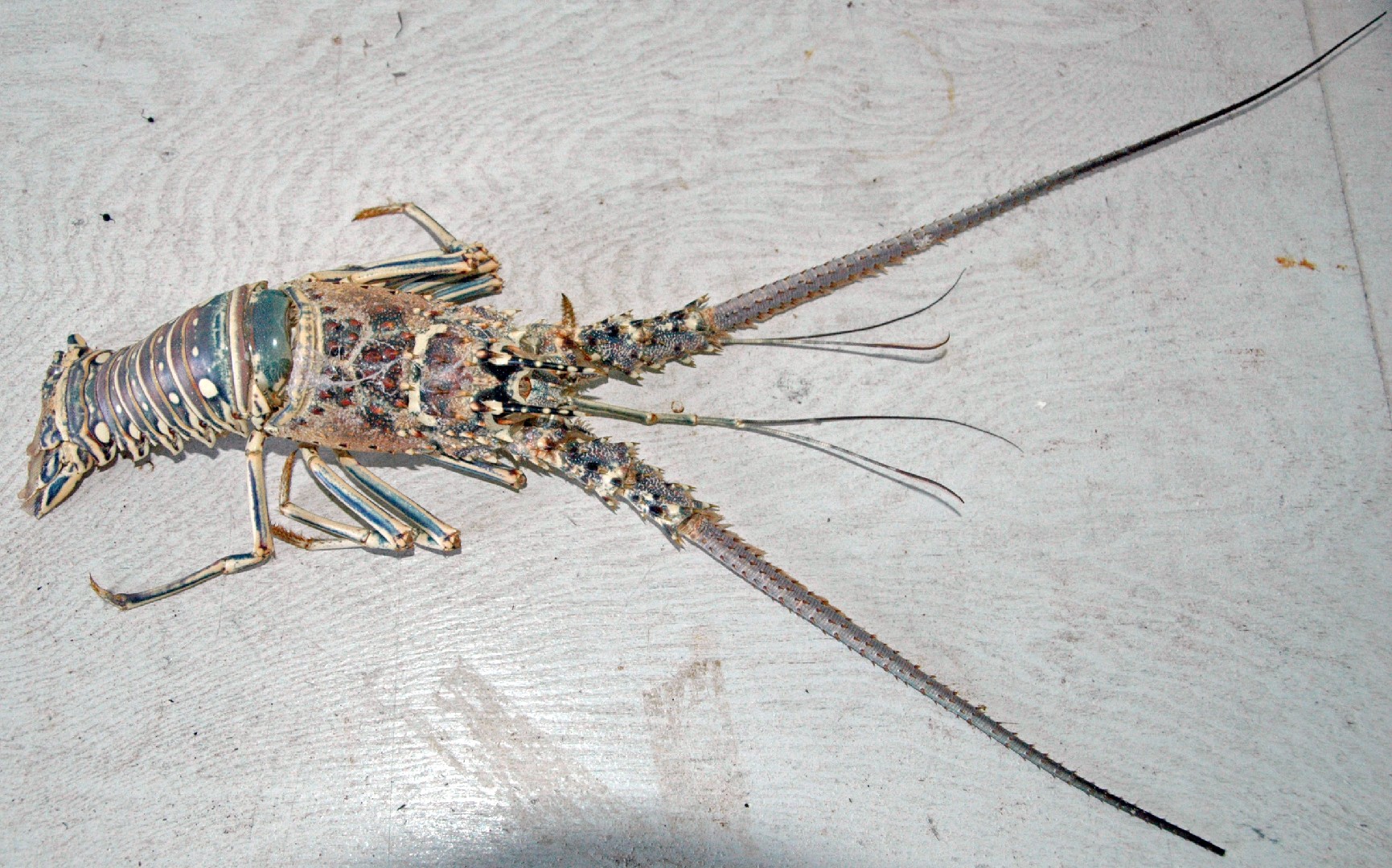 Langosta común del caribe (Panulirus argus)