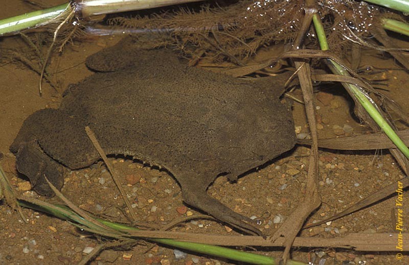 Suriname toads (Pipa)