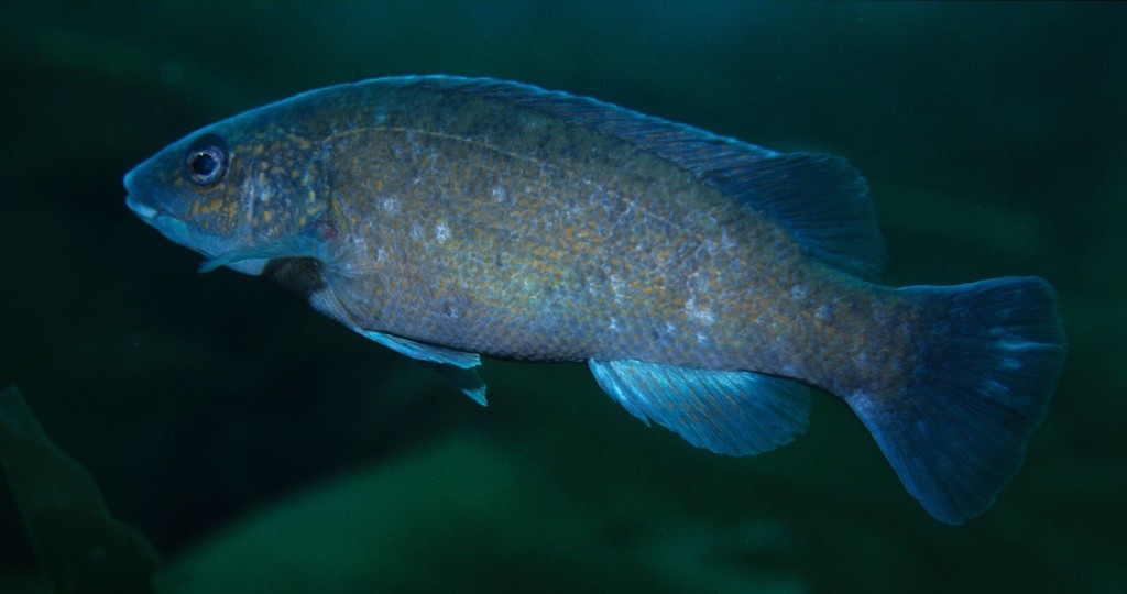 Limbert achigan (Tautogolabrus adspersus)