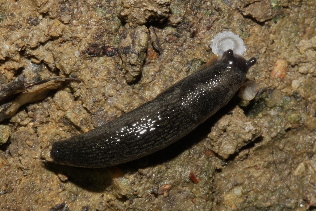 Babosa rayada pequeña (Arion hortensis)