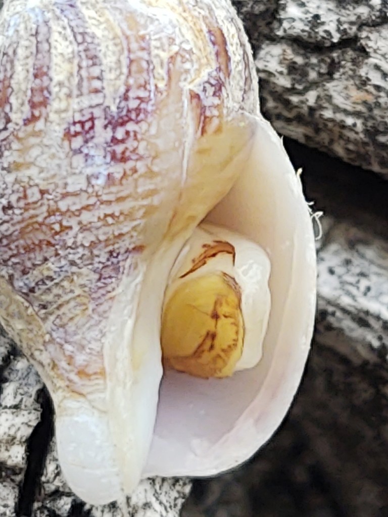 Täubchenschnecken (Amphissa)