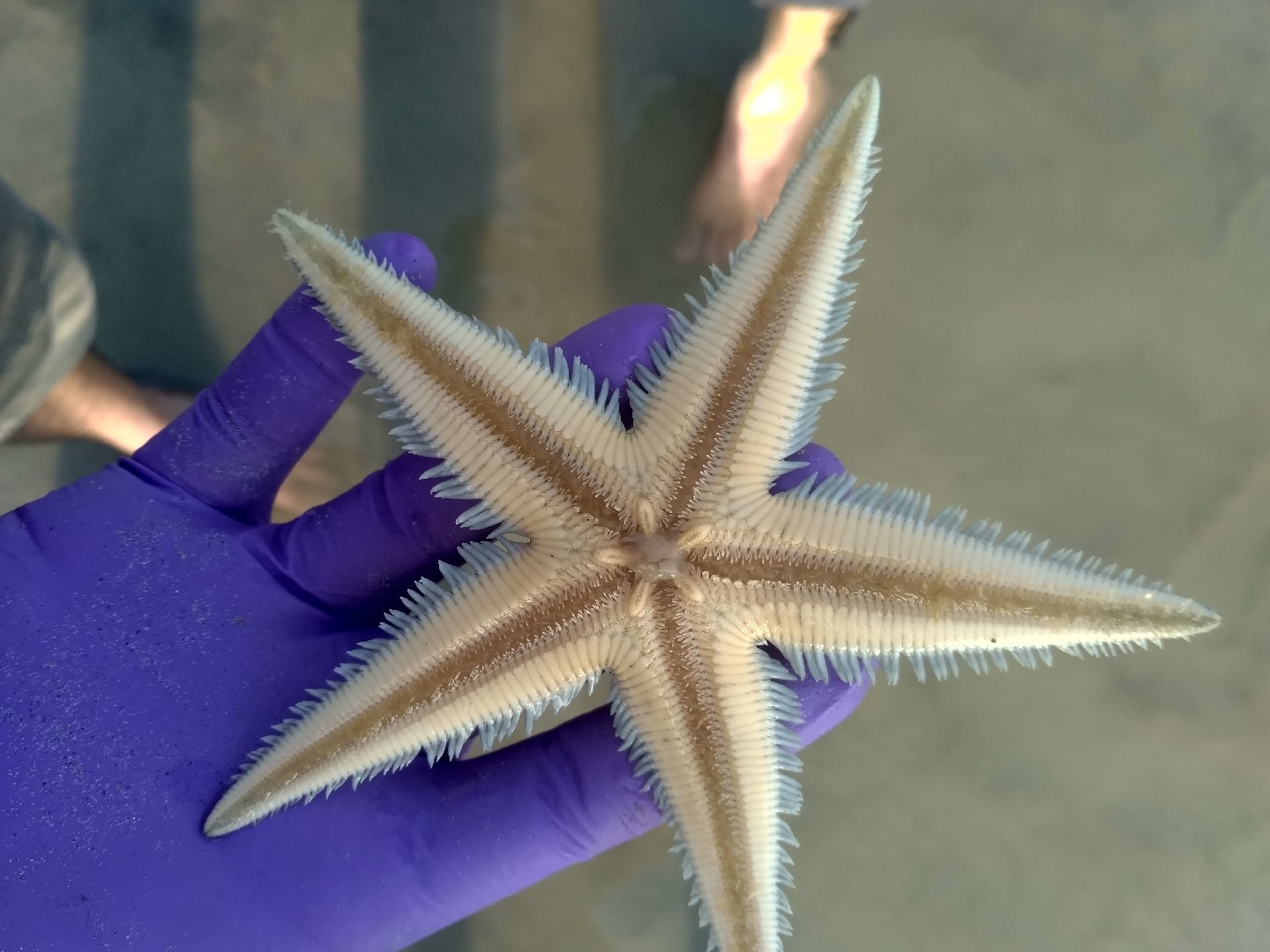 Astropecten indicus (Astropecten indicus)