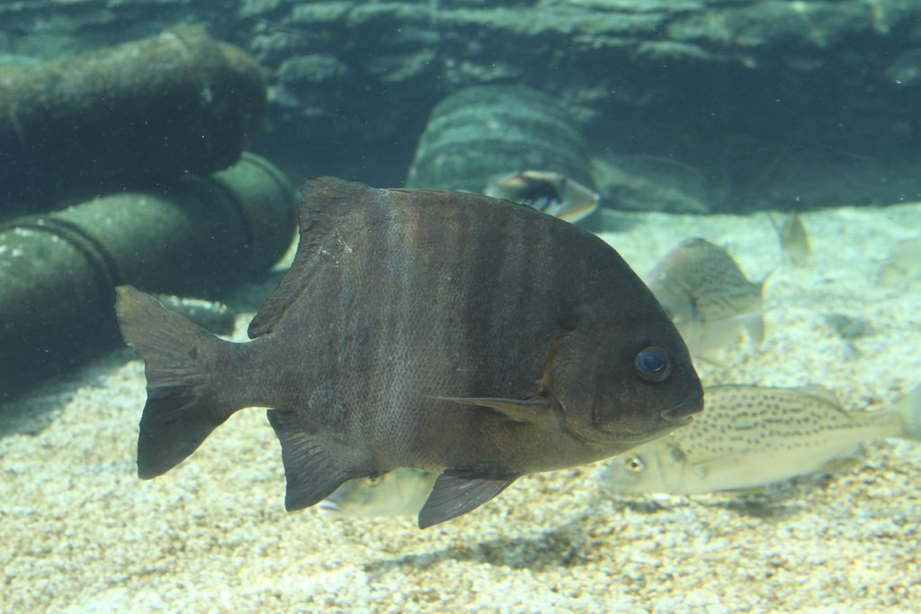 Black bream (Dichistius capensis)