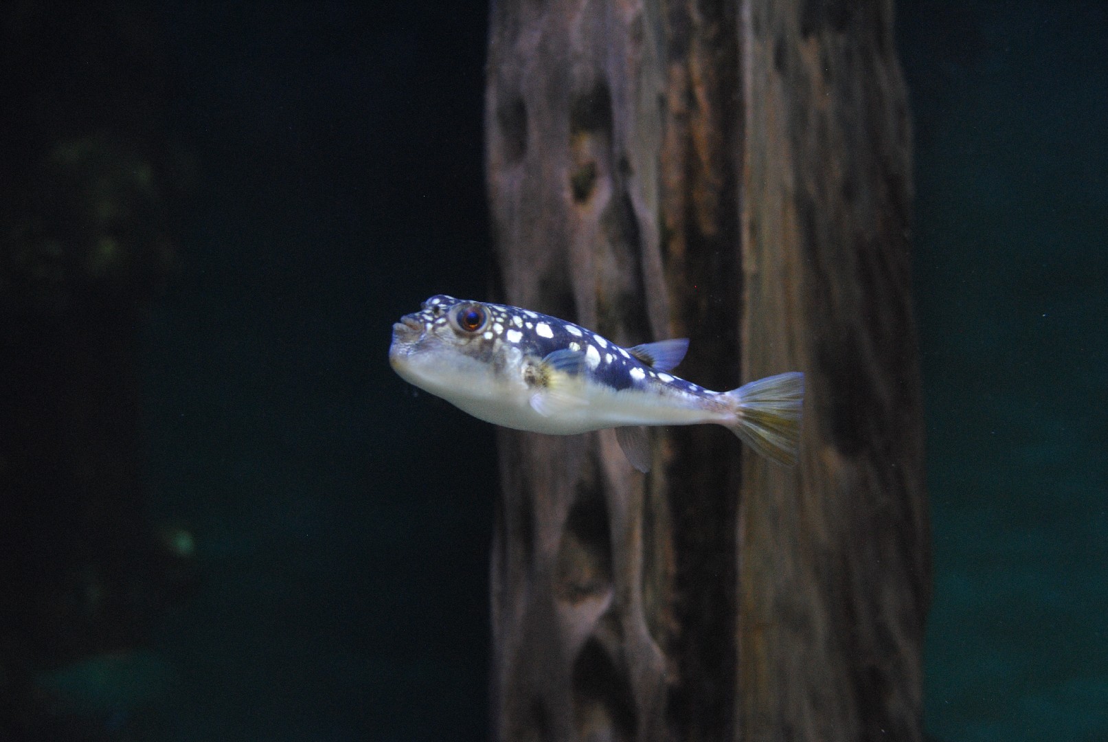 Evileye pufferfish (Amblyrhynchotes honckenii)