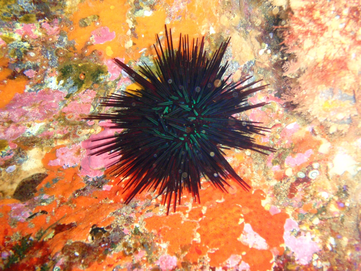 Long-spined sea urchin (Centrostephanus rodgersii)