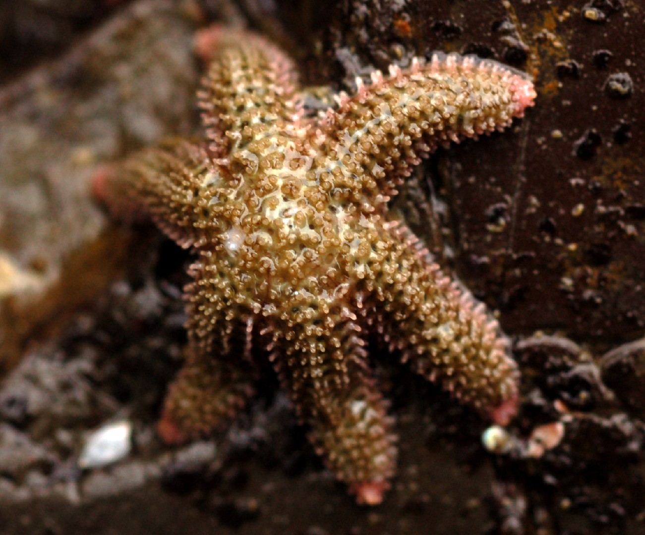 Six-rayed star (Leptasterias hexactis)