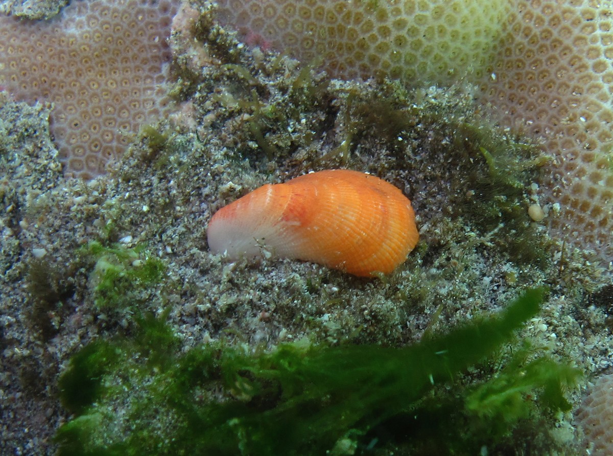 孔雀殼菜蛤 (Septifer bilocularis)