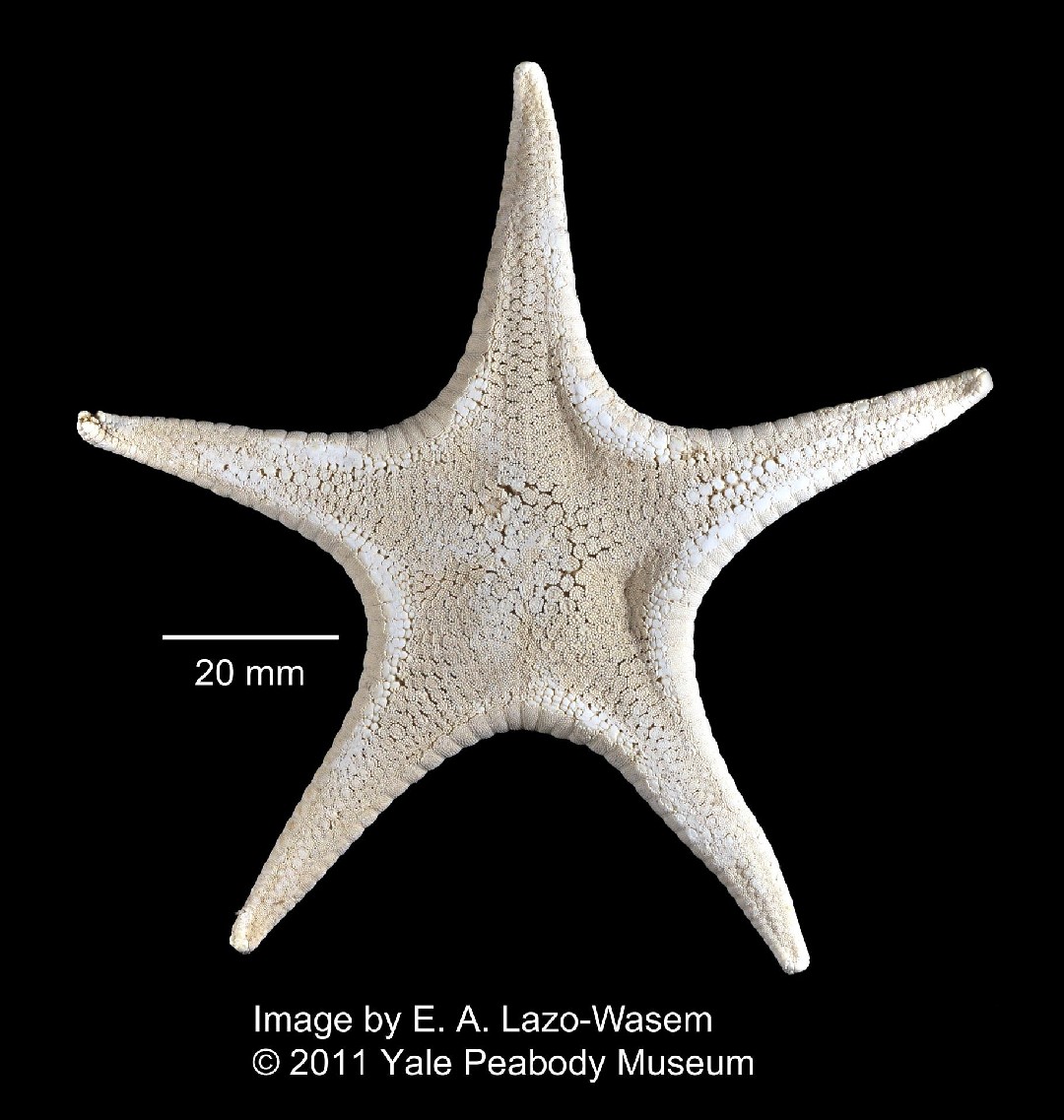 Vermilion sea star (Mediaster aequalis)