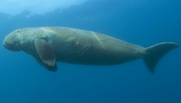 Gabelschwanzseekuh (Dugong)