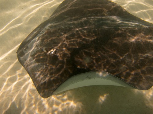 Pink whipray (Pateobatis fai)