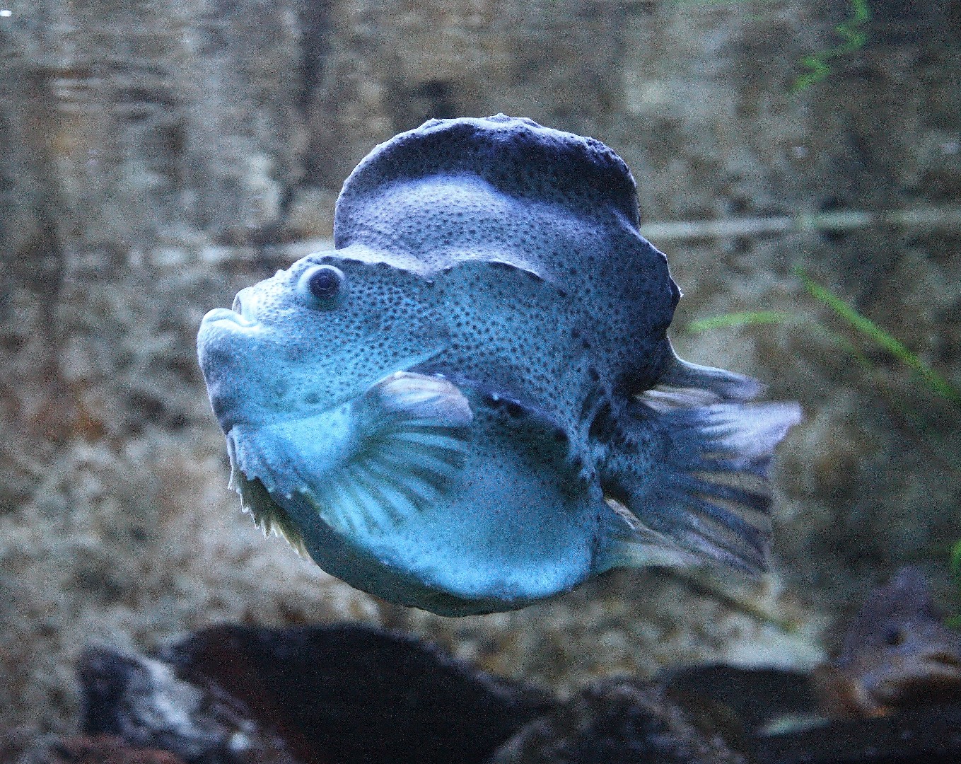 圓鰭魚 (Cyclopterus lumpus)