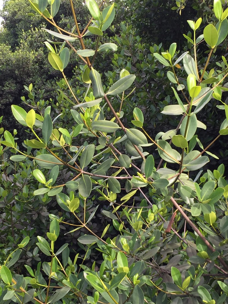 イチジクゾク（イチジク属） (Ficus)