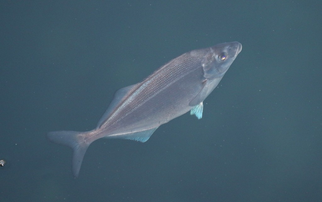 Trompete-da-novazelândia (Latridopsis ciliaris)