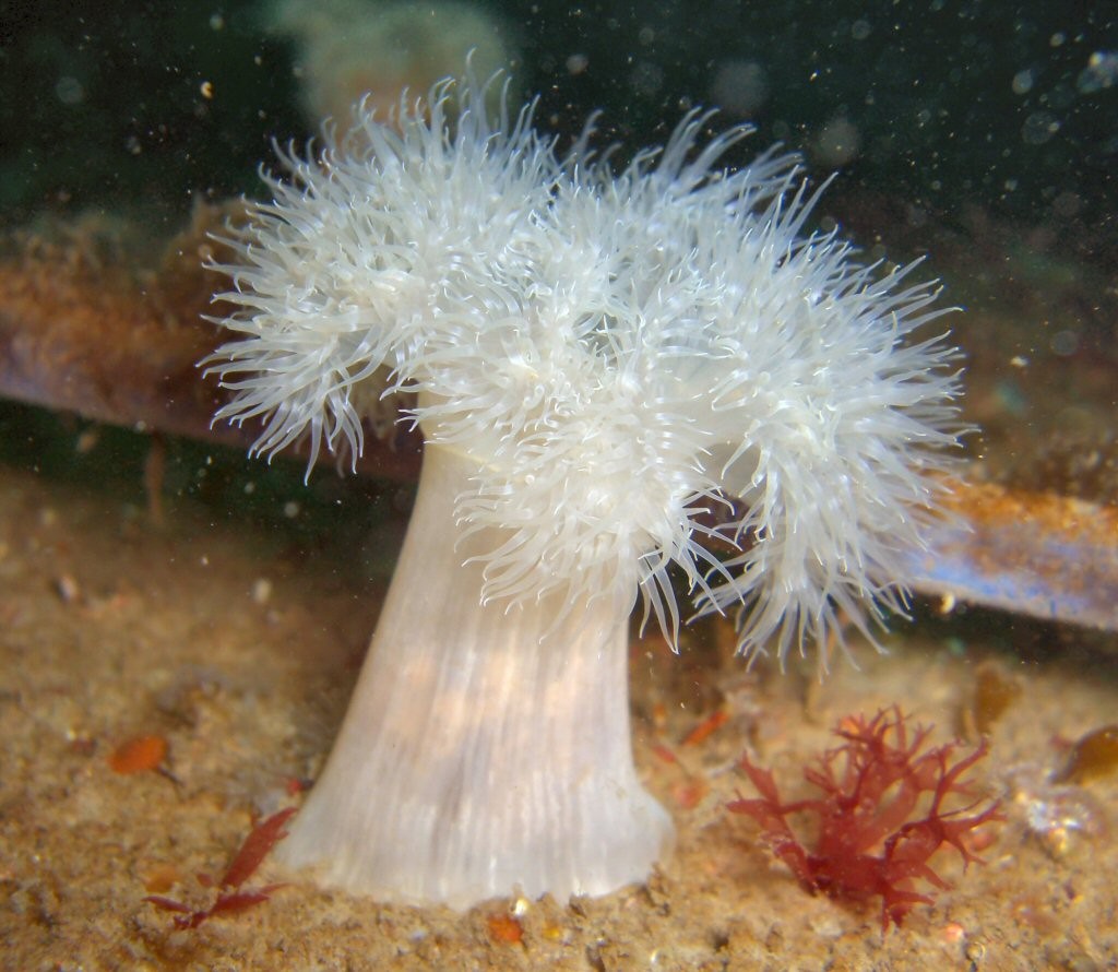 Anémona plumosa (Metridium senile)