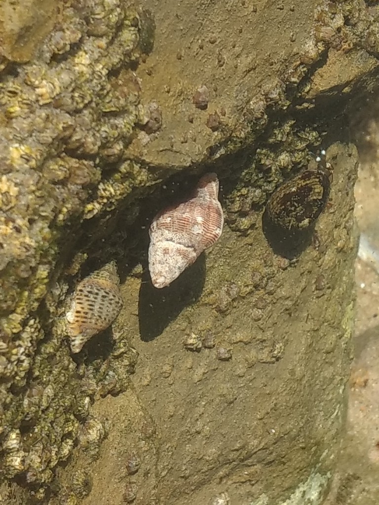 Angular unicorn (Acanthinucella spirata) Picture Fish