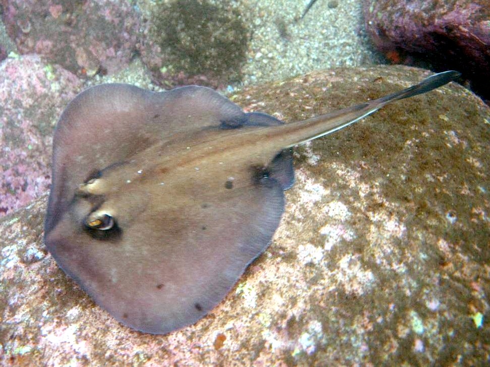 Kapala stingaree (Urolophus kapalensis)