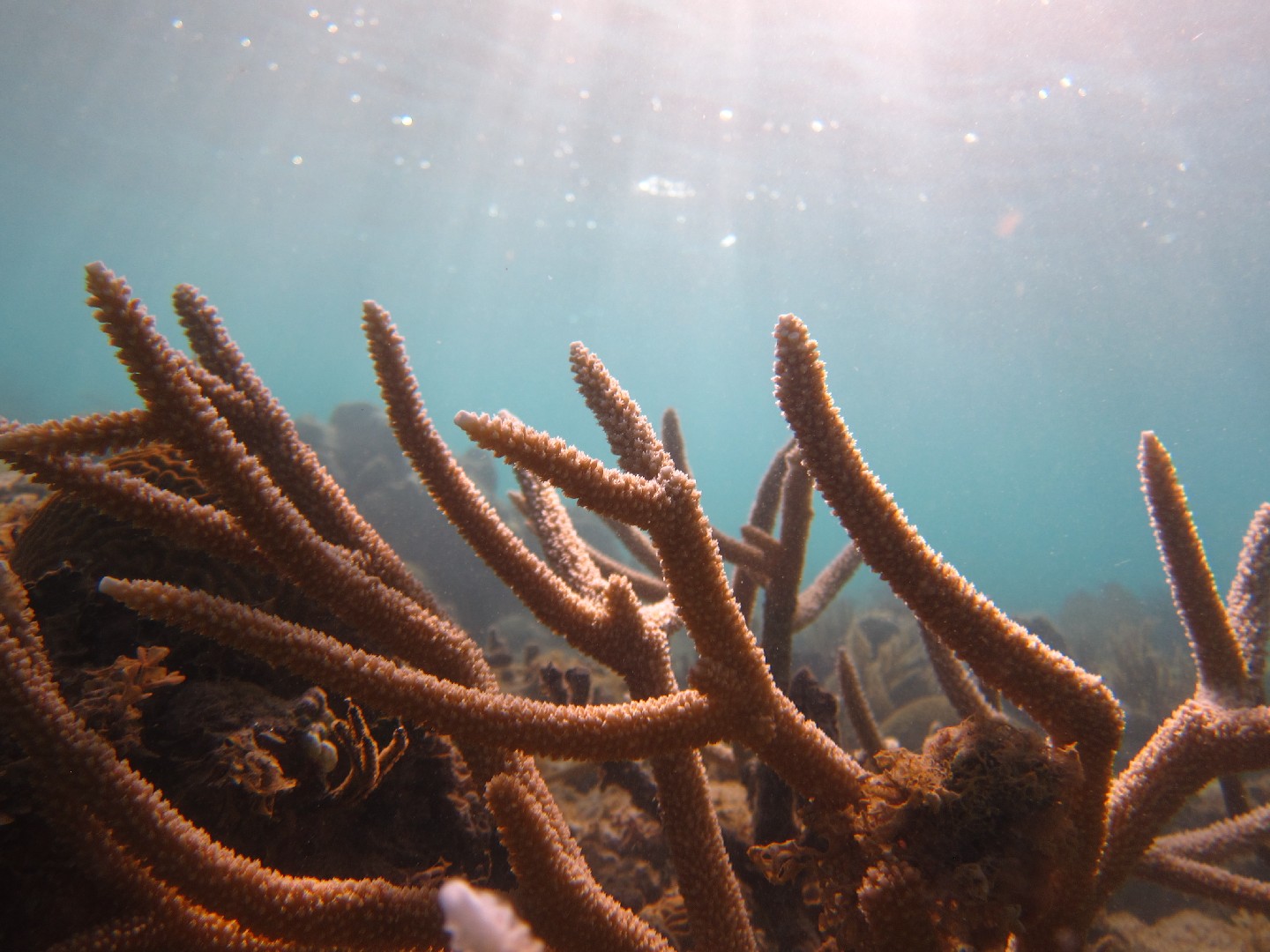 Staghorn coral (Acropora cervicornis)