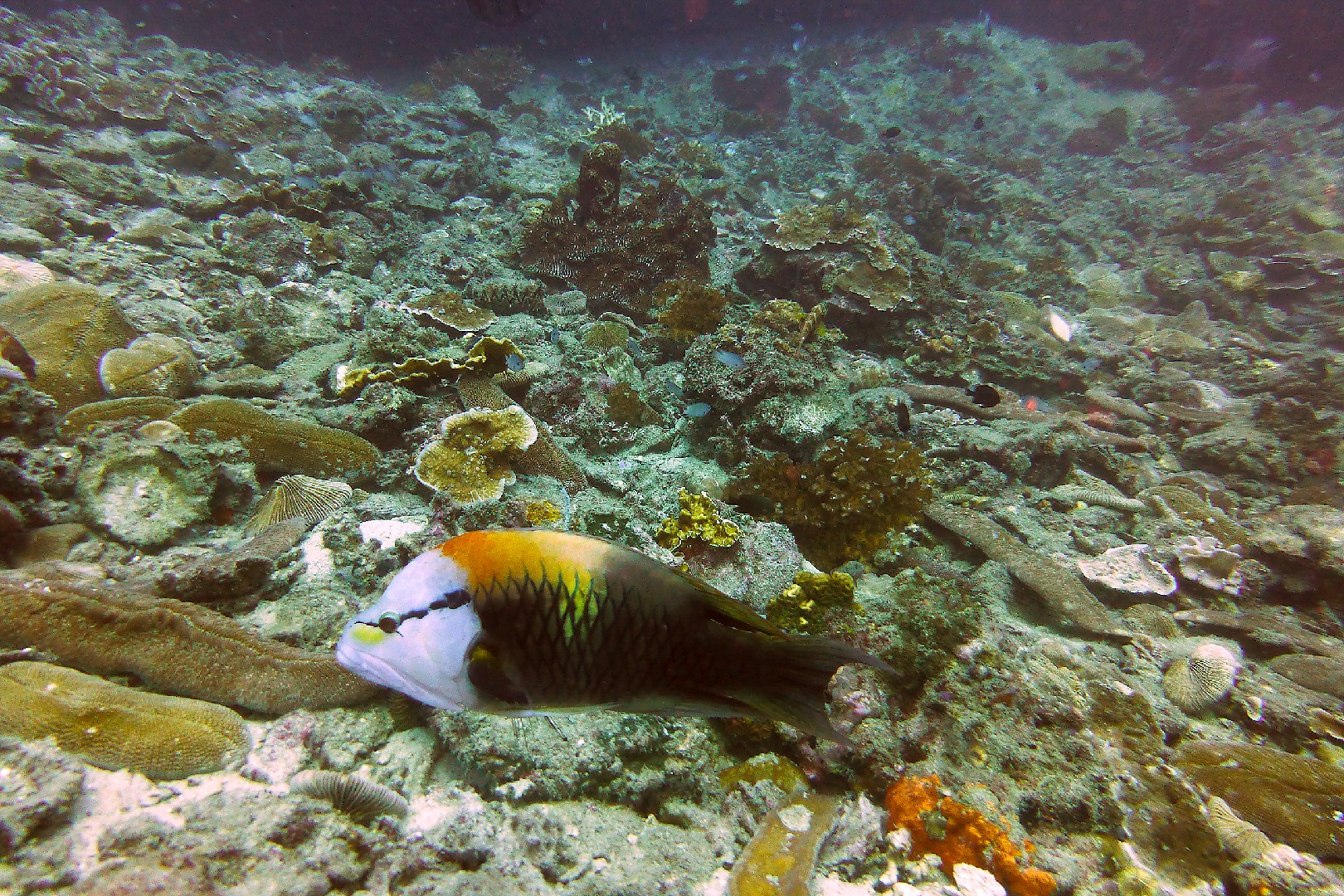 Stülpmaullippfisch (Epibulus insidiator)