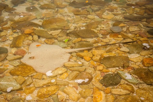 Banana-tail ray (Pastinachus ater)