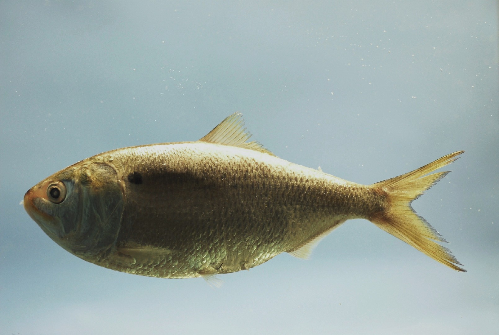 Gulf menhaden (Brevoortia patronus)