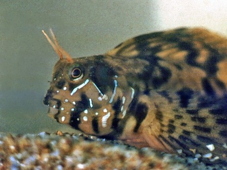 Blennie sphinx (Aidablennius sphynx)