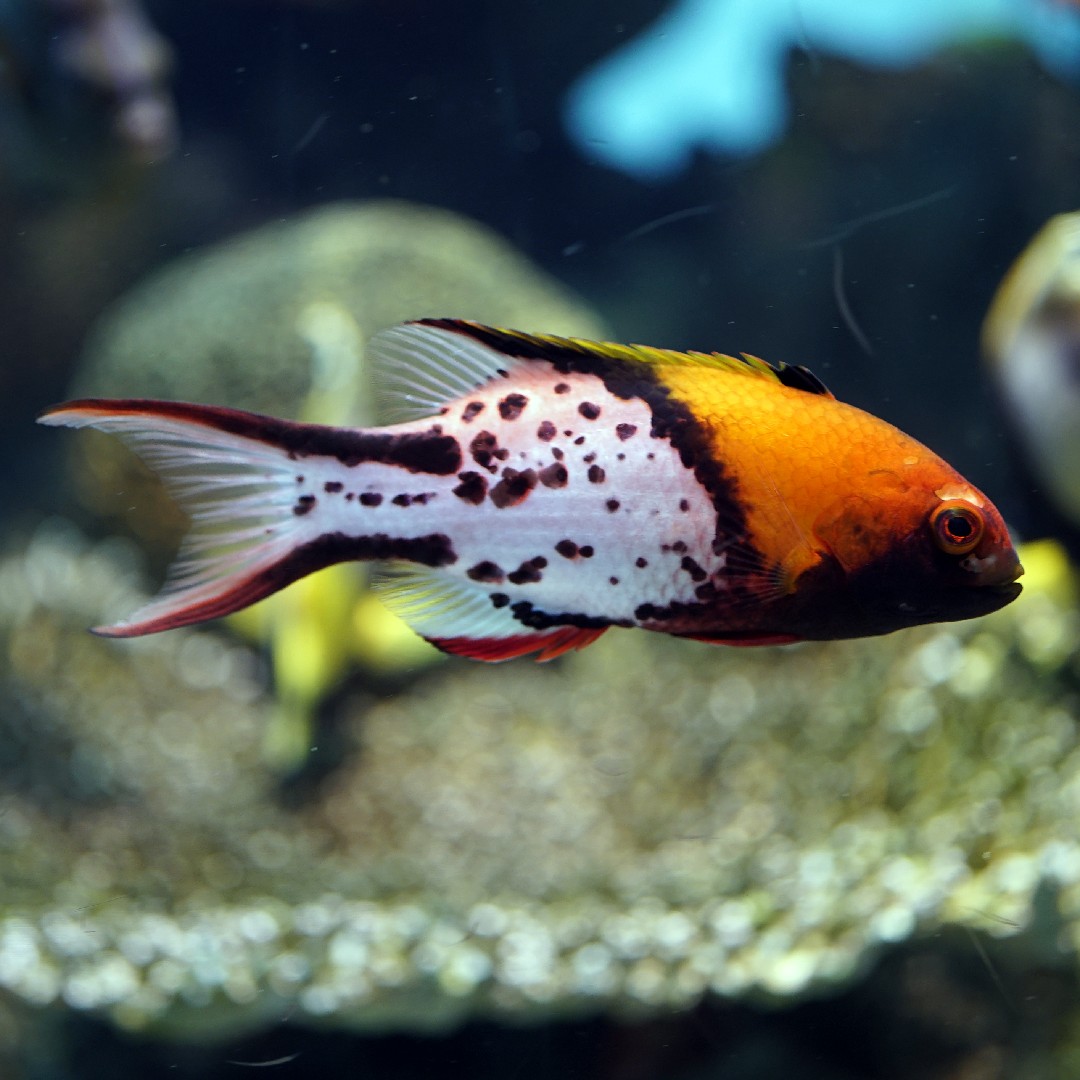 Lyretail hogfish (Bodianus anthioides)