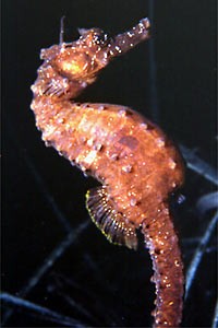 Short-snouted seahorse (Hippocampus hippocampus)