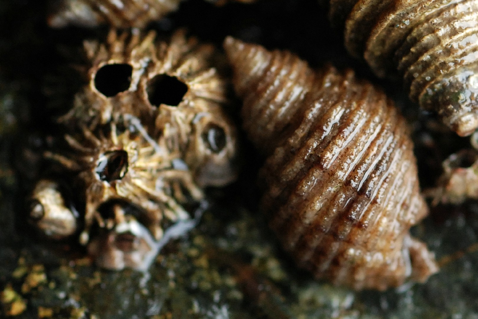 Thatched barnacle (Semibalanus cariosus)