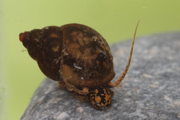 Bithynie commune (Bithynia tentaculata)