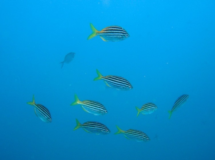 Australischer mado (Atypichthys strigatus)