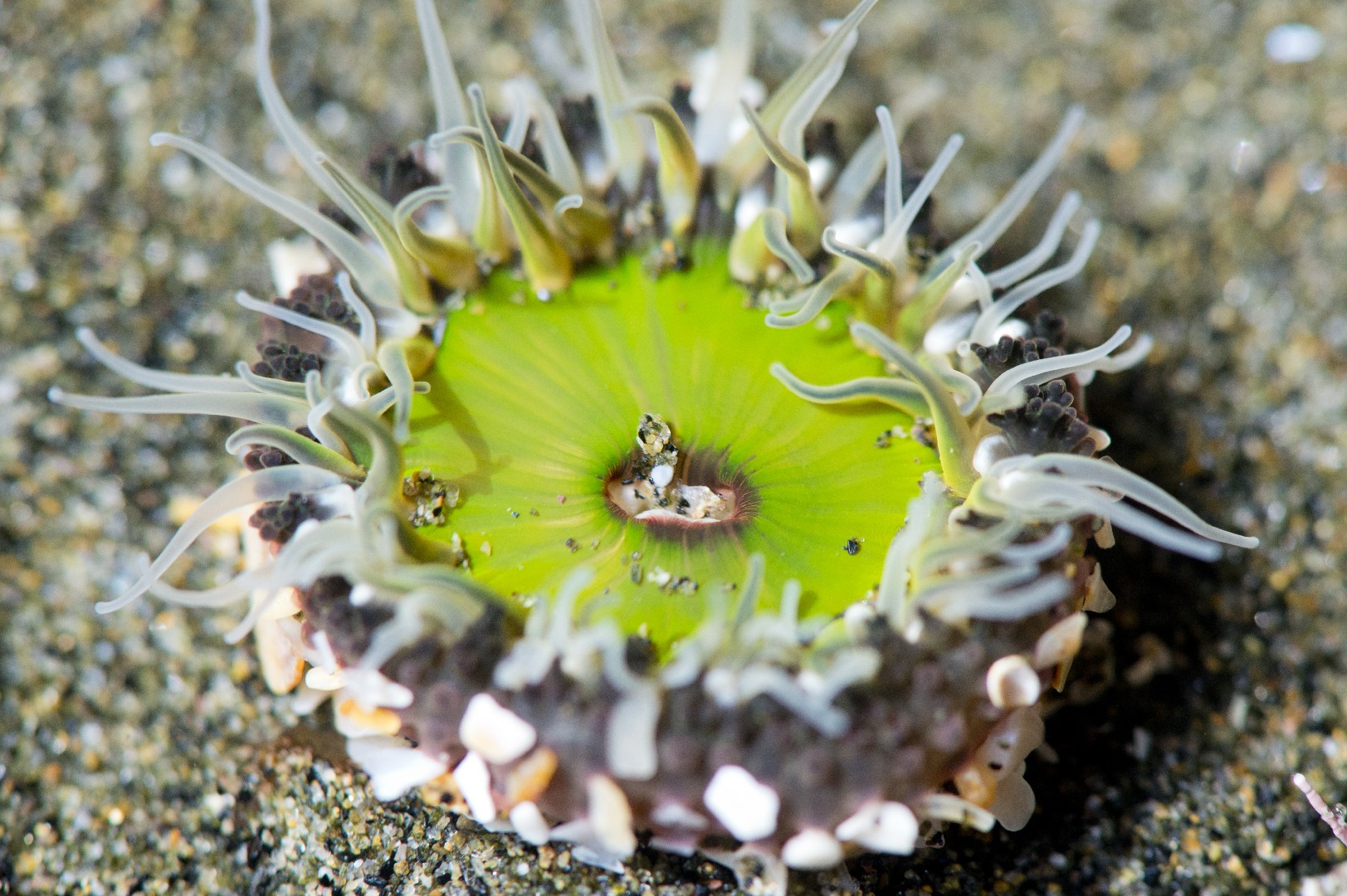 Giant shore anemone (Oulactis magna)