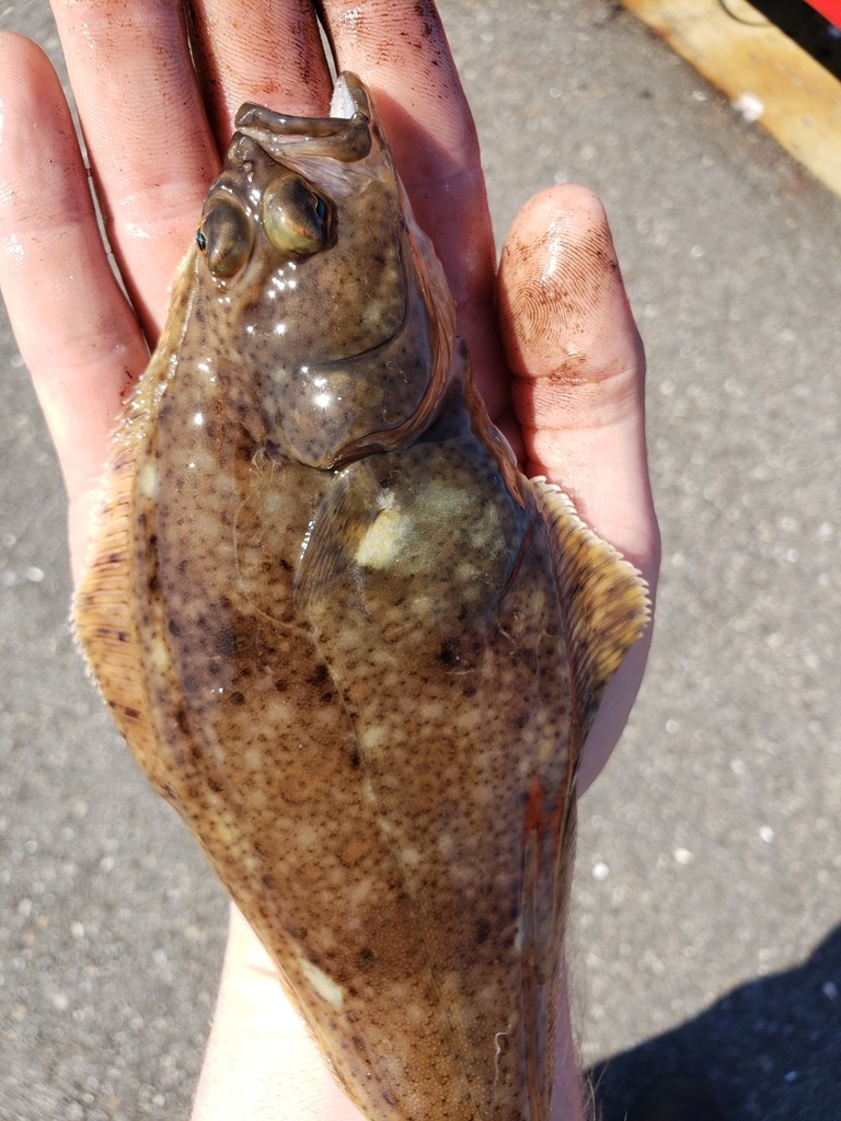 Hippoglossus (Hippoglossus) - Picture Fish