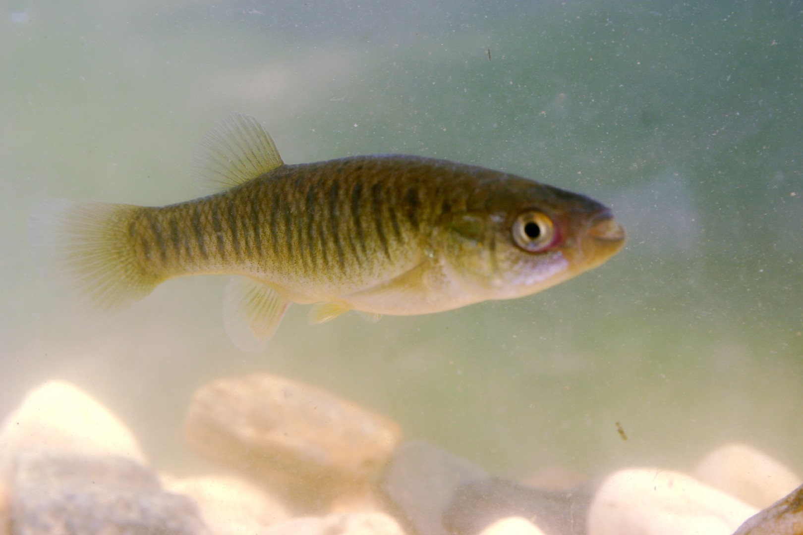 Fundulo (Fundulus heteroclitus)