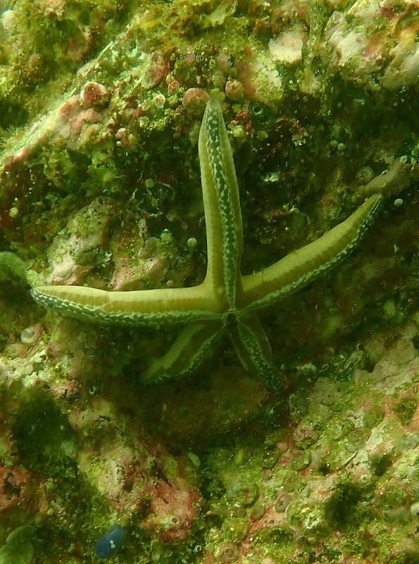 Blue seastar (Phataria unifascialis)