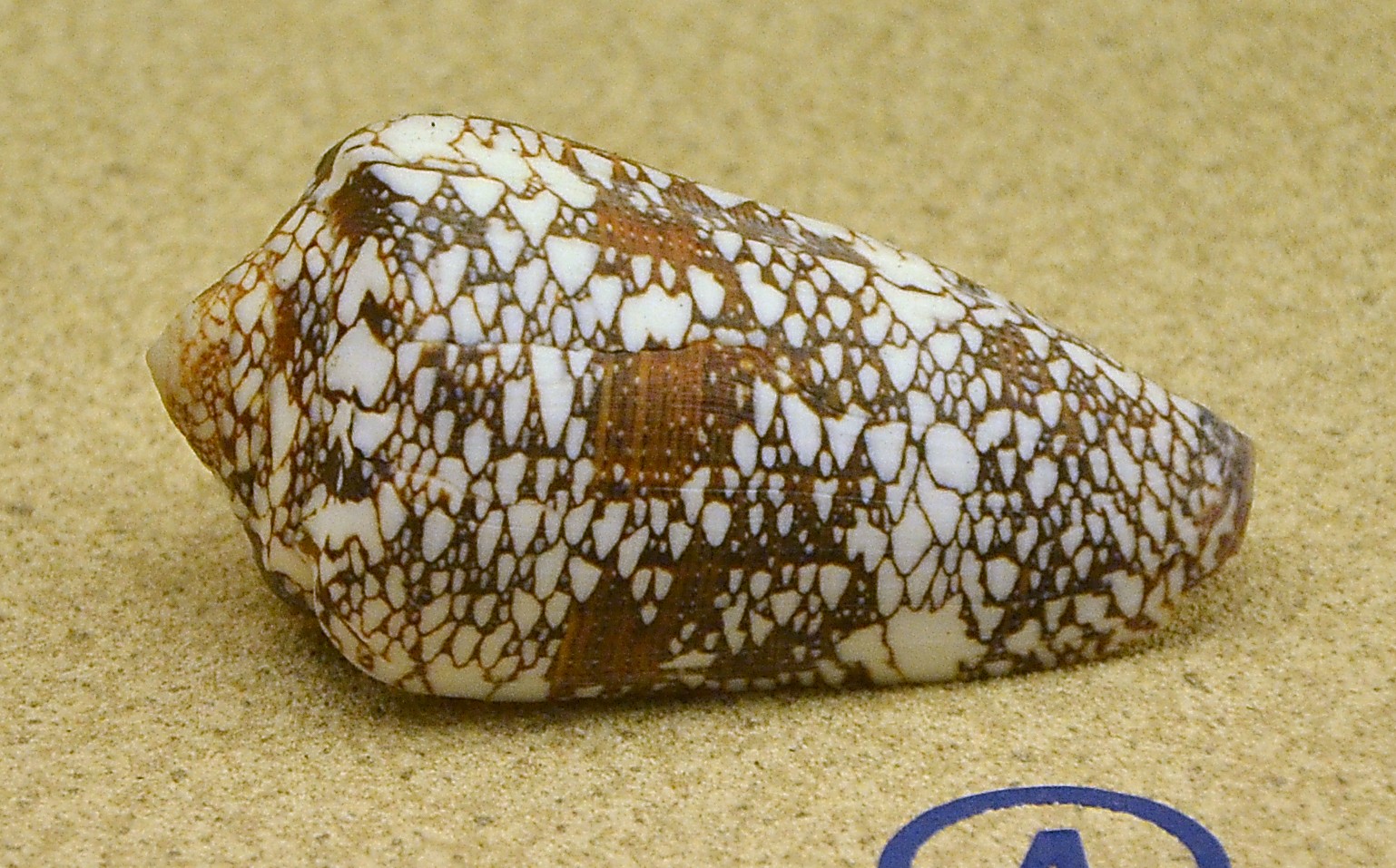 Conus pennaceus (Conus pennaceus)