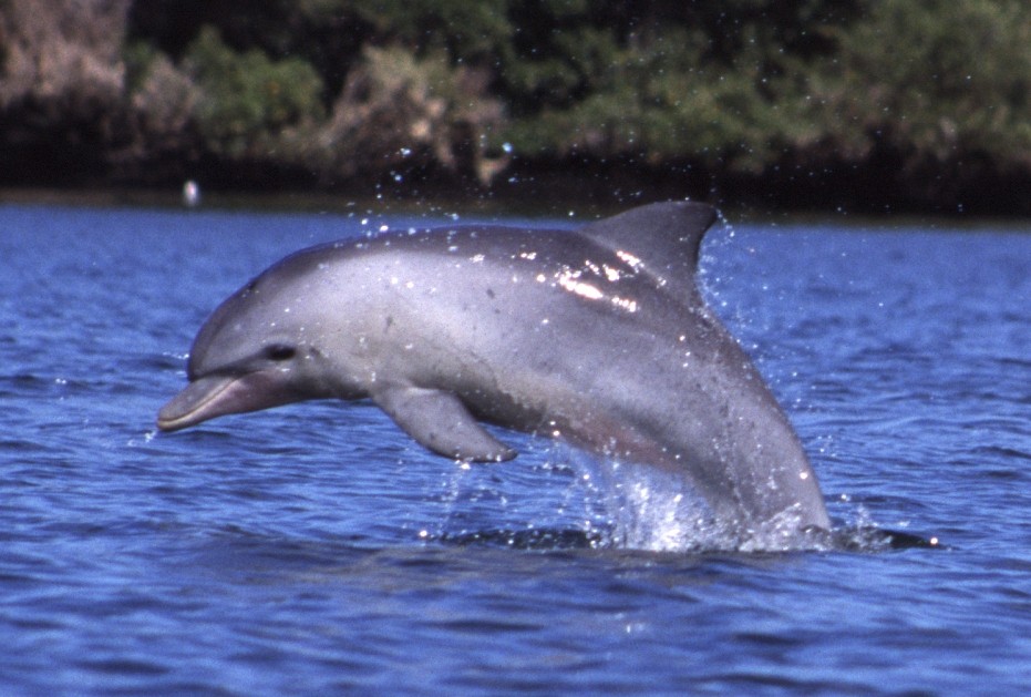 Delfin mular del océano índico (Tursiops aduncus)