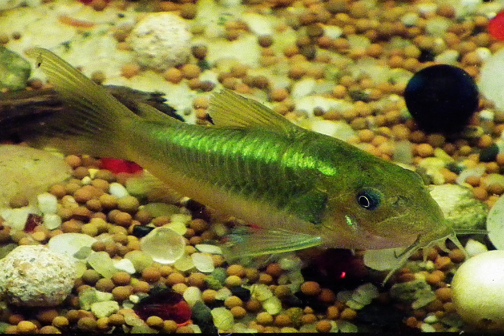 側斑兵鯰 (Corydoras aeneus)