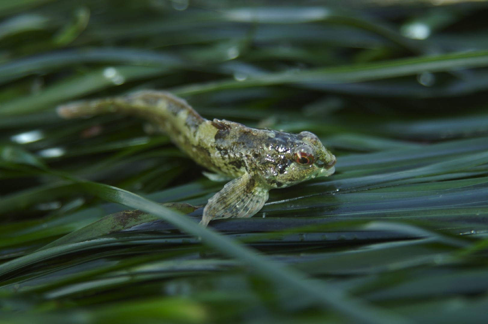 寡杜父魚 (Oligocottus maculosus)