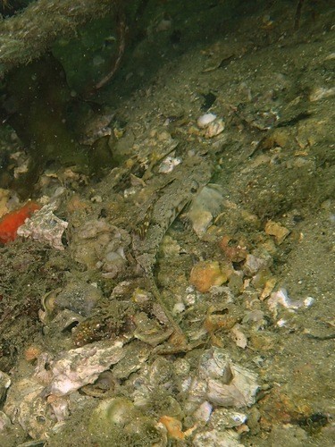 Eocallionymus (Eocallionymus)