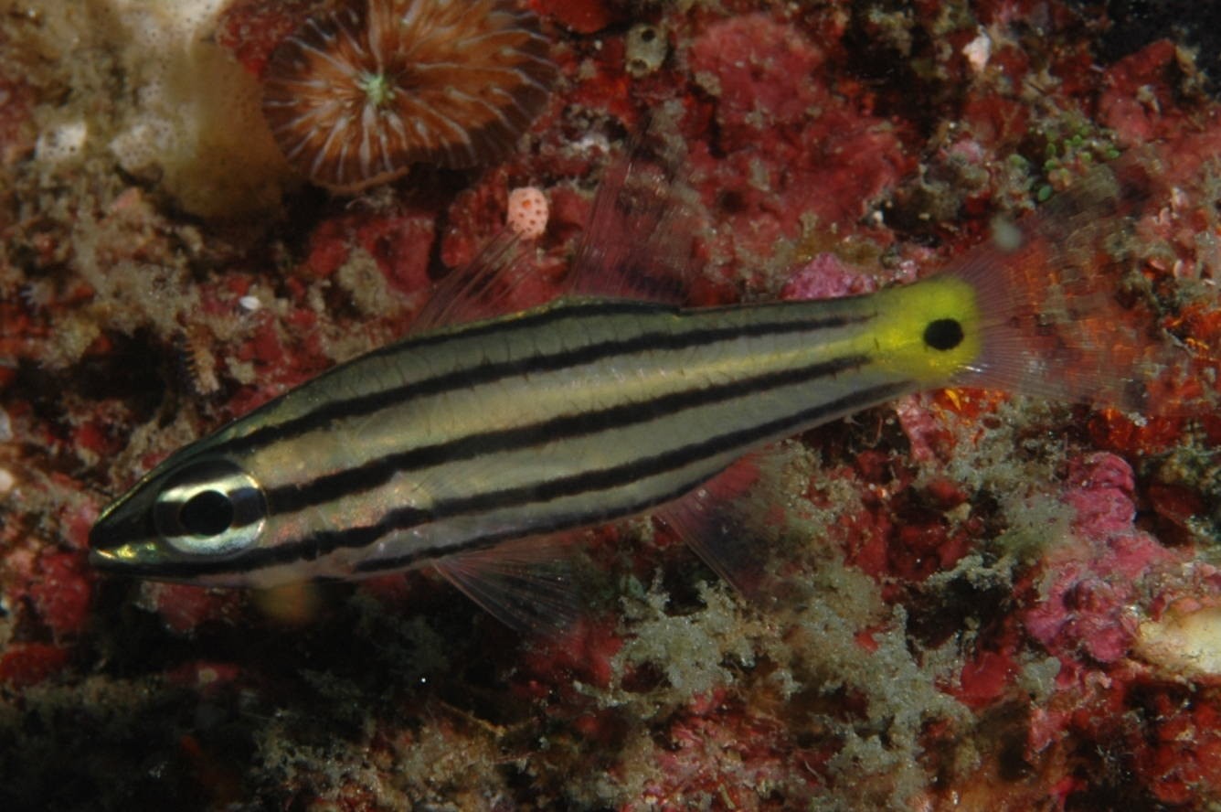 Cheilodipterus quinquelineatus (Cheilodipterus quinquelineatus)