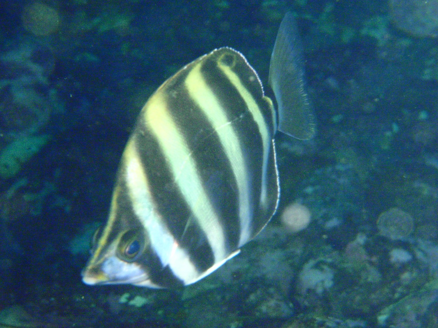 六帶圓蝶魚 (Tilodon sexfasciatus)