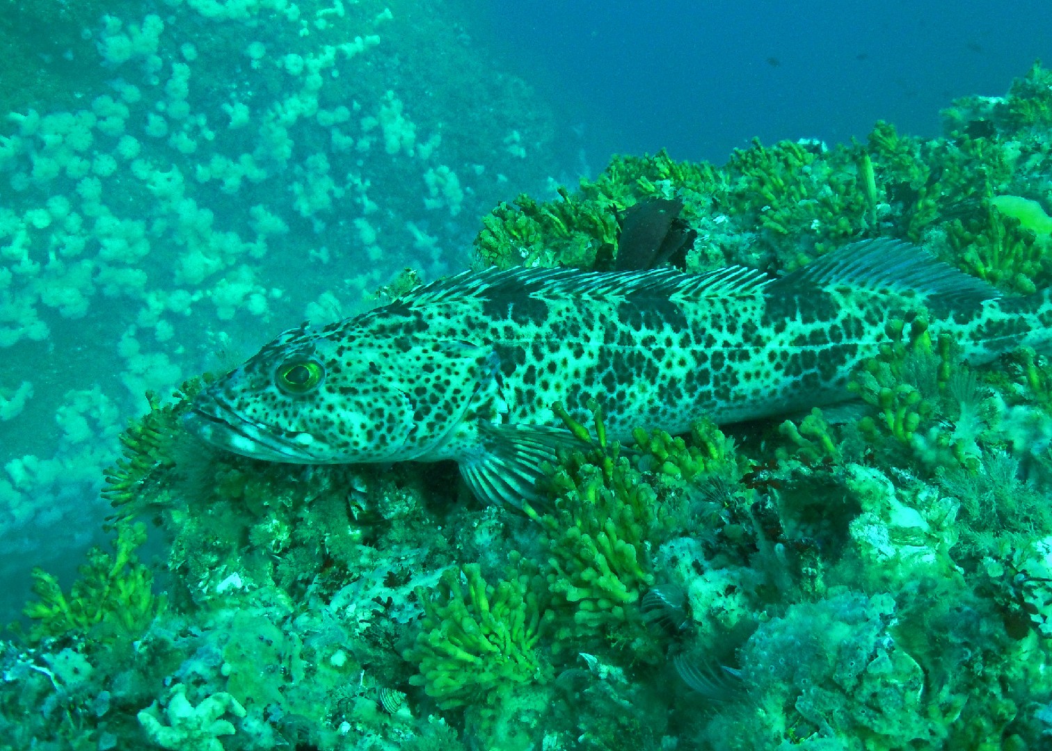 Lingcod (Ophiodon elongatus)