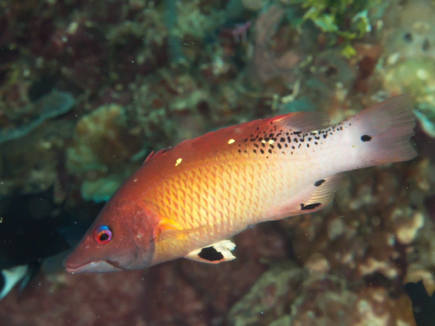 Pacific diana's pigfish (Bodianus dictynna)