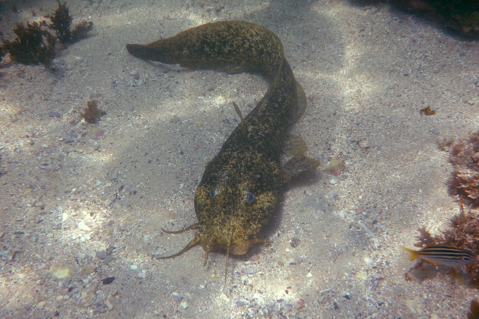 大头荨麻鳗鲶 (Cnidoglanis macrocephalus)