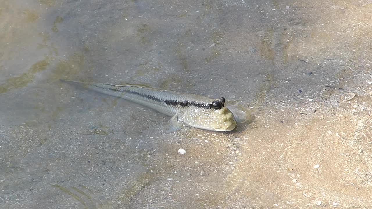 Periophthalmodon schlosseri (Periophthalmodon schlosseri)