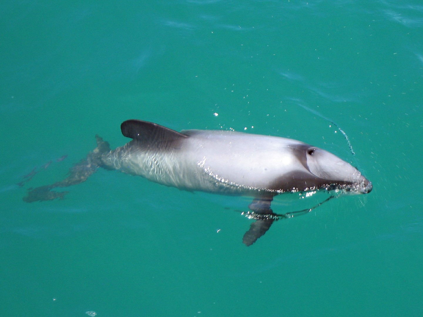 Hector's dolphin (Cephalorhynchus hectori)