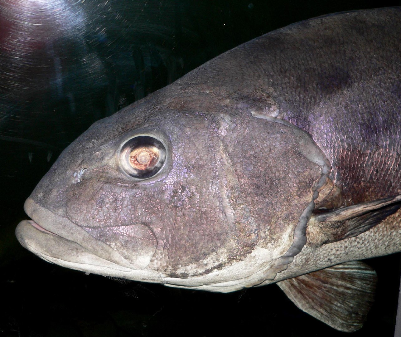 Pescara (Stereolepis gigas)