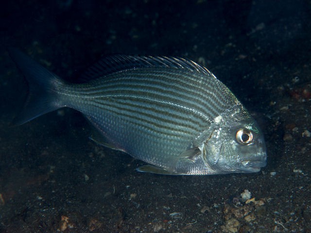 Sargo dorado (Rhabdosargus sarba)