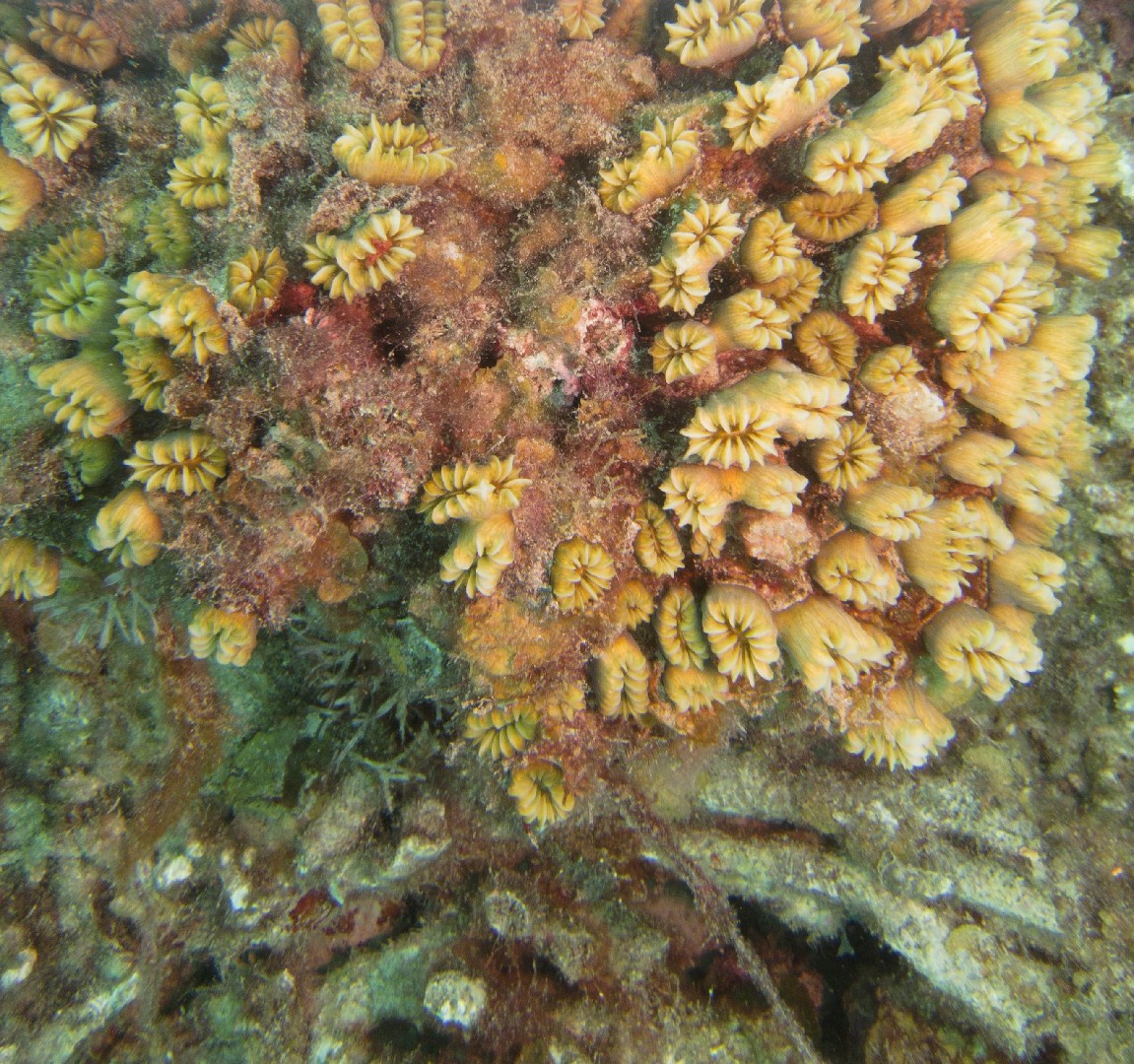 Coral flor suave (Eusmilia fastigiata)