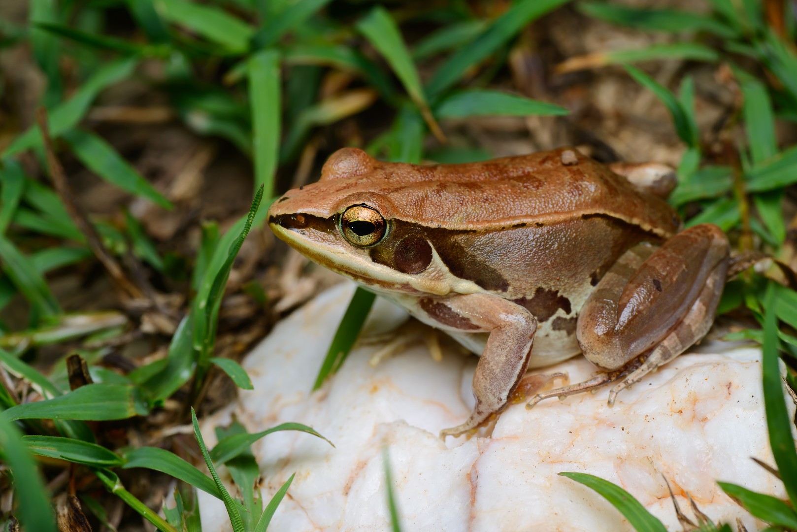 Water frogs (Pelophylax)